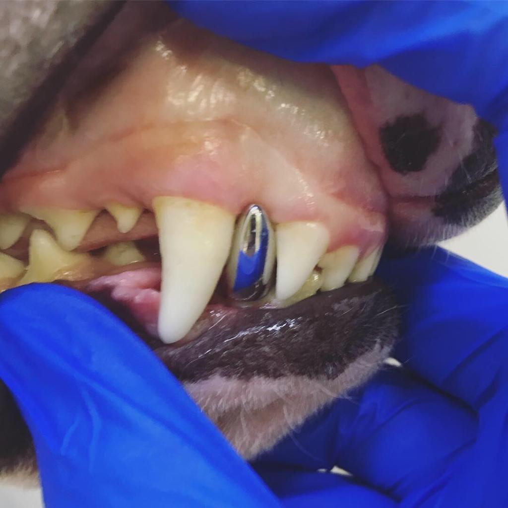 У кошки сломан зуб (клык)